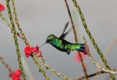 13-Hummingbird